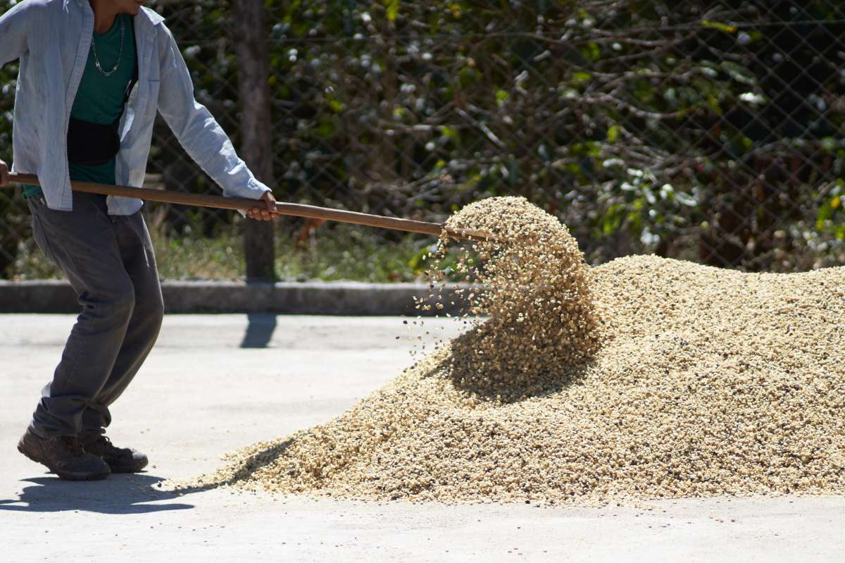 Sugar Cane Process
