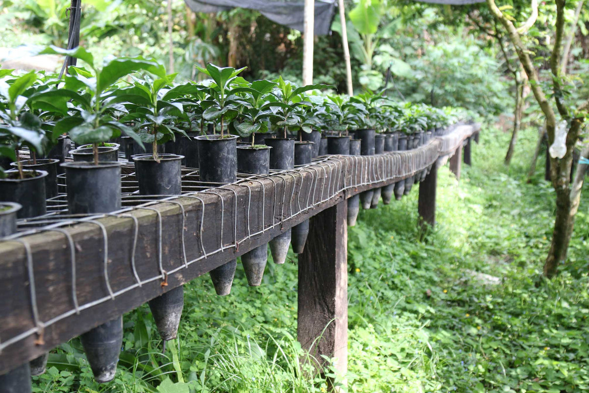 Mexico - Veracruz (Swiss Water Decaf)