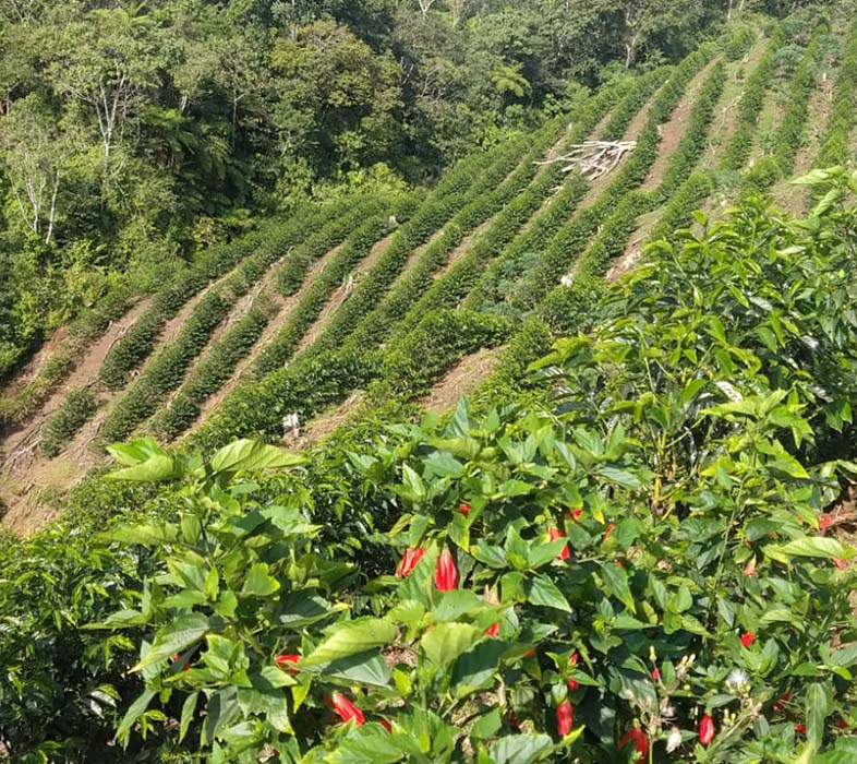 Peru - Chanchamayo - Chemical Free (Swiss Water Decaf)
