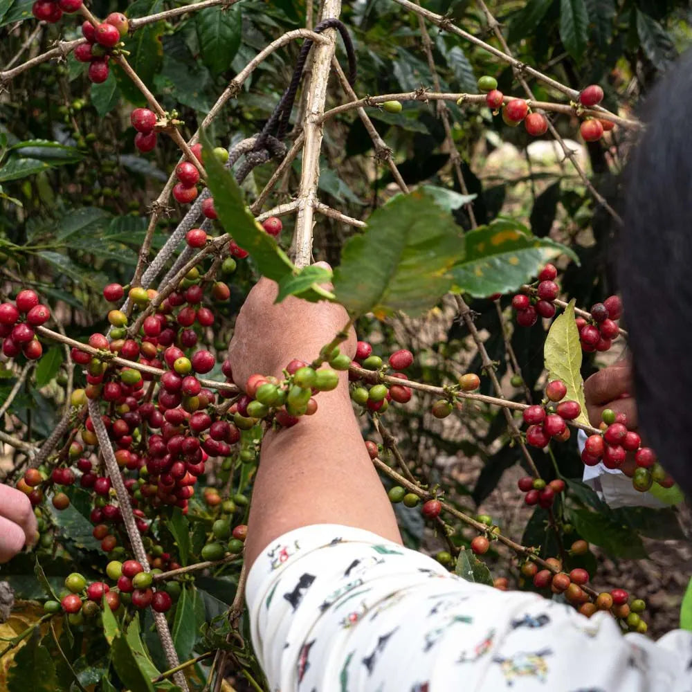 Peru - Chanchamayo - Chemical Free (Swiss Water Decaf)