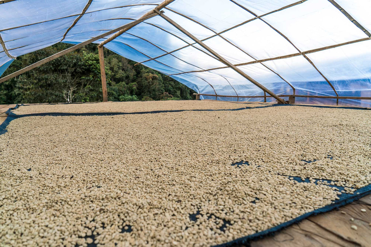 Peru - Chanchamayo - Chemical Free (Swiss Water Decaf)